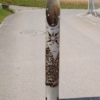 Finnenkerze